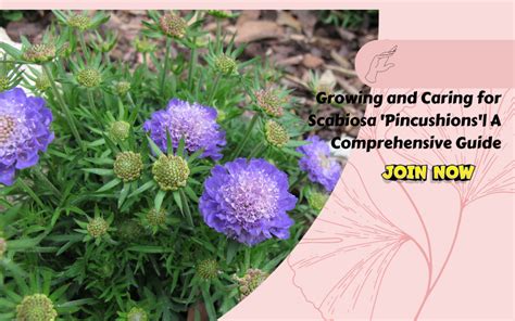 Growing And Caring For Scabiosa Pincushions A Comprehensive Guide