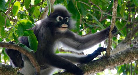 ¡mono Capuchino Anda Suelto En Paseo De La Reforma Digitall Post