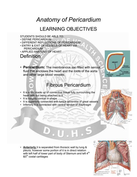 Anatomy Of Pericardium