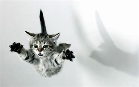 Cat Kittens Fall Jumping