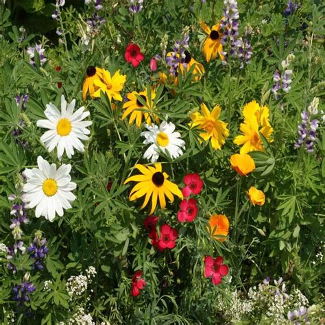 Pacific Northwest Wildflower Seed Mix From Outsidepride