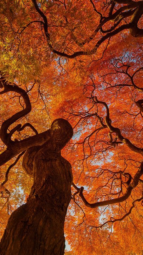 Autumn Tree Shinjuku Gyoen National Park Tokyo Japan Windows 10