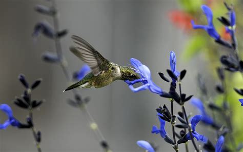 Bird Field Flower Macro Blue Hummingbirds Wallpapers Hd Desktop
