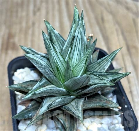 SHPR Haworthia tortuosa f variegata Кактус онлайн