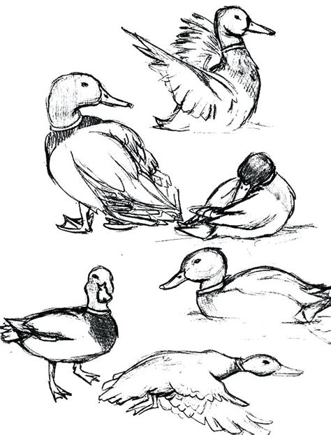 Mallard Duck Coloring Pages At Getcolorings Com Free Printable