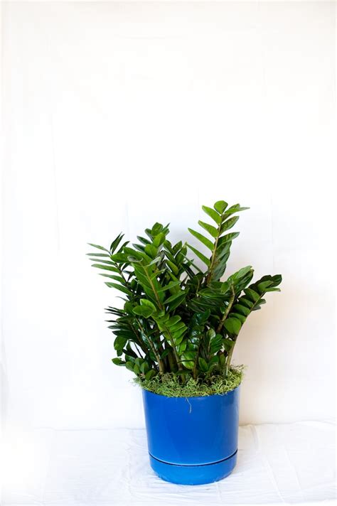 Zz plants are always a popular choice for a houseplant collection because they truly are easy to care for. ZZ Plant Care - Metropolitan Wholesale | Metropolitan ...