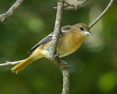 This popular animal has also been the namesake of the state's professional baseball team, the baltimore orioles, since the late 19th century. Baltimore Oriole photos | Birdspix