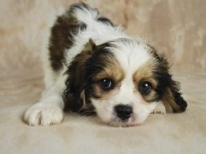 As cavachon breeders we take our comittment to cavachon puppies seriously. Cavachon Dogs | LoveToKnow