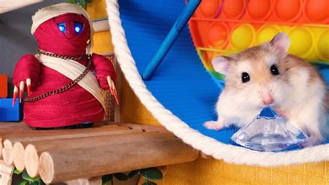 Major Hamster Vs Pop It Temple Maze Real Life Pet Hamster Action