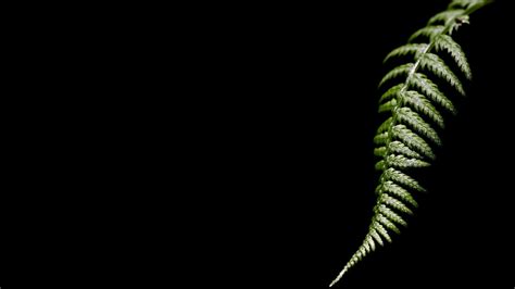 Nature Leaves Minimalism Ferns Black Background Green