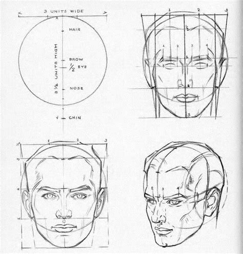 Anatoref Proportions Of The Head Tutorials By Andrew Andrew