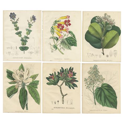 Set Of 6 Antique Botanical Prints Of The Petrea Volubilis And Others