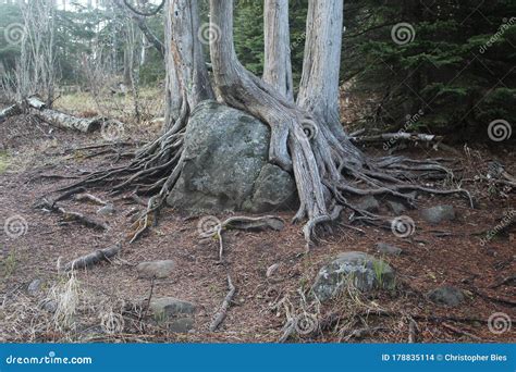Exposed Roots Of A Pine Tree Growing On Stones Royalty Free Stock Image