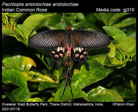 Pachliopta Aristolochiae Fabricius 1775 Common Rose Butterfly
