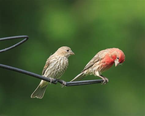 Pair House Finches Free Photo Download Freeimages