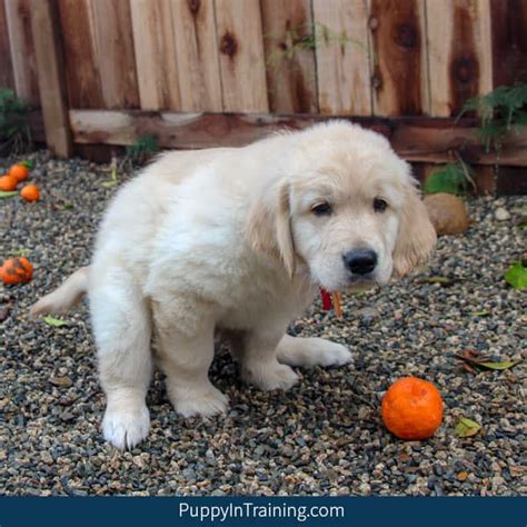 My pup is 3 mos old. Who Picks Up Guide Dog Poop? - Puppy In Training