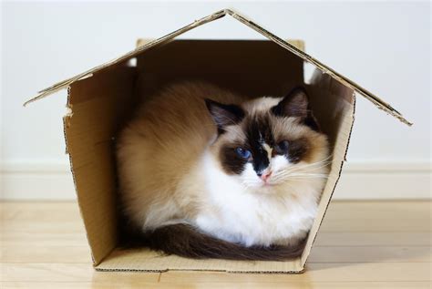 Important Care Tips For The Relatively Low Maintenance Ragdoll Cats