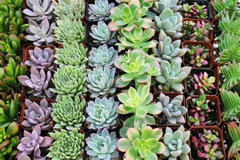 Succulent Wallpaper Hd For Android Apk Download