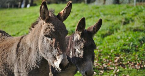 Two Brown Donkeys · Free Stock Photo