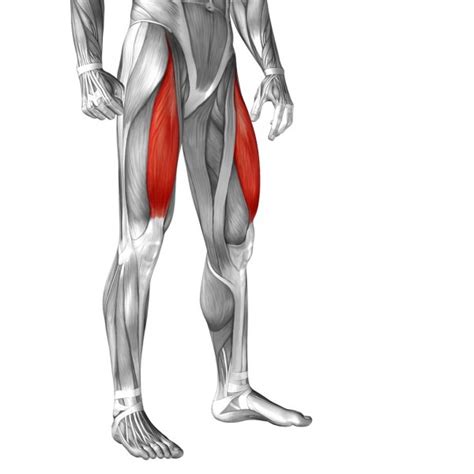 ᐈ Body Muscles Stock Pictures Royalty Free Muscle Anatomy