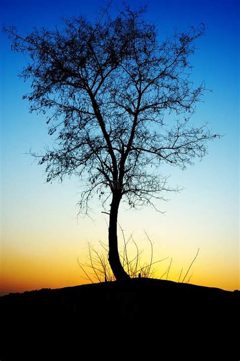 Sunset Tree Silhouette Stock Image Image Of Graceful 4131357