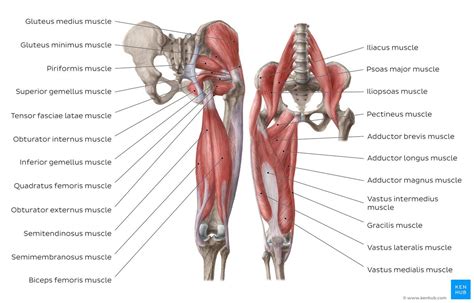 Diagram Of Hipand Backmuscles Muscles Of The Lower Back And Hip