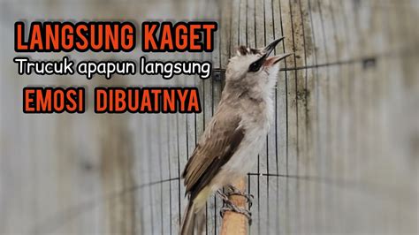 Trucukan Gacor Tarung Ropel Tarung Pancingan Ampuh Untuk Jadikan