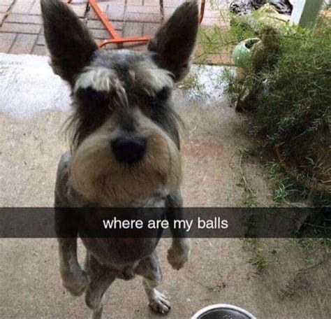 The Ball Stealer He Trys To Take Your Balls Gag