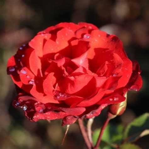 Bush Rose Floribunda ‘satchmo Greenleaf Nurseries
