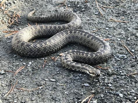 Arten er en av tre frittlevende slangearter i norge, og den eneste som er giftig. Budstikka - Nå er hoggormen tilbake fra vinterdvalen