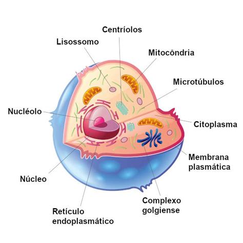 Célula Animal Características E Organelas Brasil Escola Célula