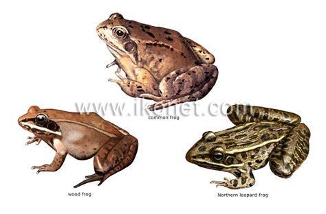 animal kingdom > amphibians > examples of amphibians image - Visual