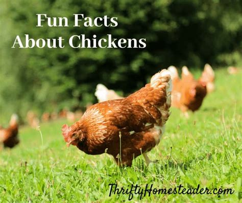 Fun Facts About Chickens The Thrifty Homesteader