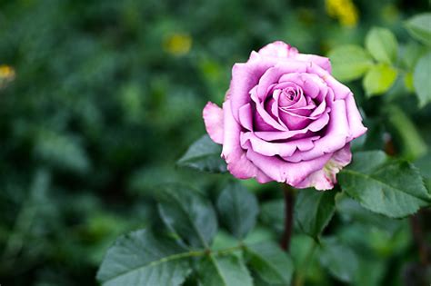 Purple Hybrid Tea Rose Stock Photo Download Image Now Istock