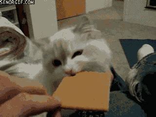 I;ve notice that both of these have salt on them. Graham Cracker GIFs - Find & Share on GIPHY