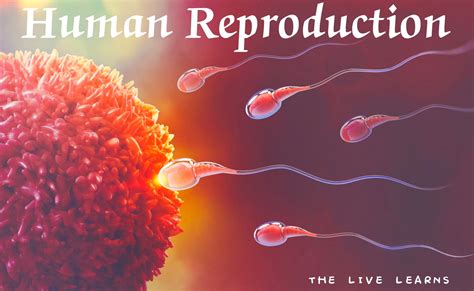 Comprehensive Guide To Sexual Reproduction In Humans Questions And