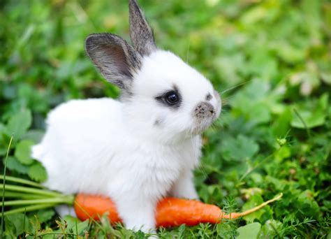 Can Rabbits Eat Carrots Hopping Mad