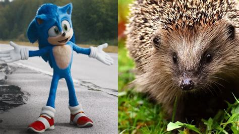 What Does Sonic The Hedgehog Get Right About Actual Hedgehogs Fandom