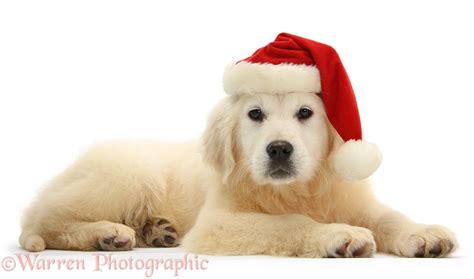 Dog Yellow Labrador Retriever Pup Wearing A Santa Hat Photo Wp28308