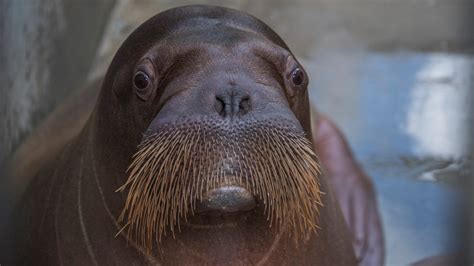 Indianapolis Zoo Welcomes Two New Walruses