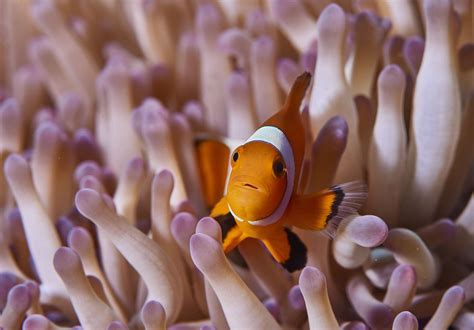 Ocean Acidification Makes Clownfish Go Deaf Poor Nemo Cant Hear