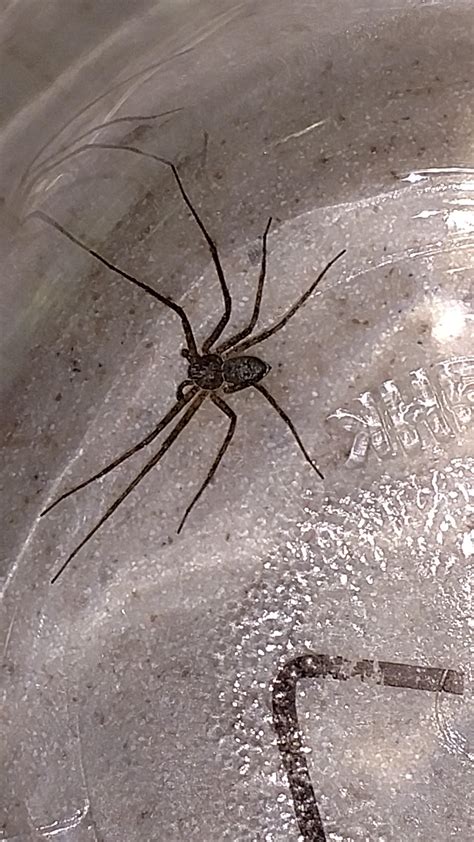 Central Minnesota Is This A Giant House Spider Rimagesofminnesota