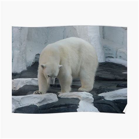Polar Bear Poster For Sale By Lgodfroy43 Redbubble
