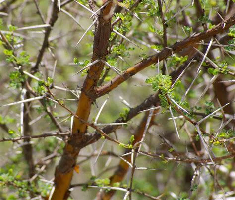 Tree Profile Flaky Bark Thorn Experiment