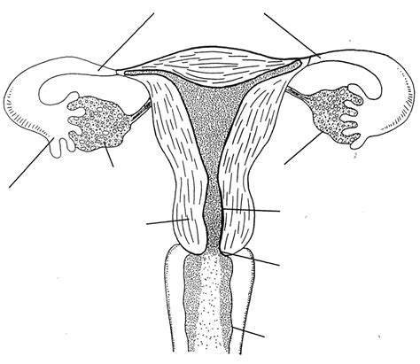 Diagram Of The Inside Of The Vagina Diagram Quizlet