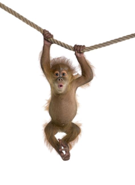 Monkey Png Monkey Pictures Baby Animals Cute Monkey