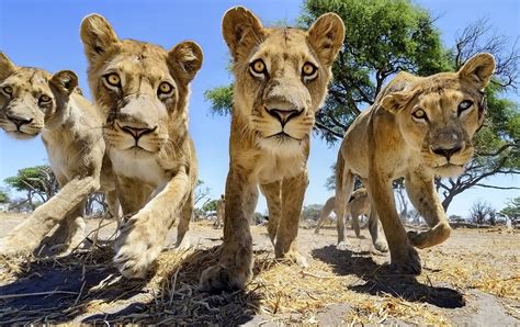Lion Trees Big Cats Africa Wildlife Animals Nature Wallpaper