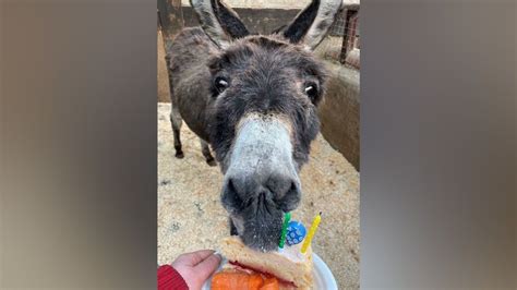 One Of Worlds Oldest Donkeys Dies Aged 64 Bbc News