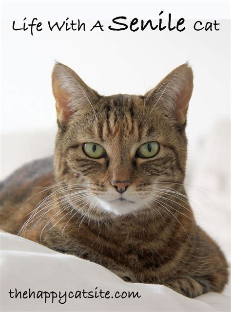 Can Cats Get Dementia Symptoms - Animal Friends