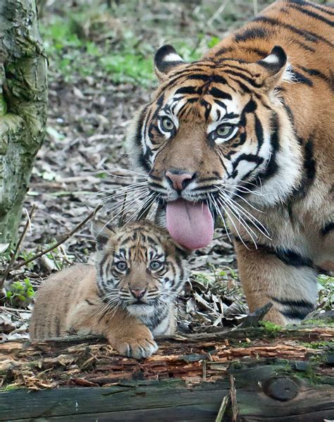 Phils Photographic Adventures Sumatran Tiger Cubs At Chester Zoo Jan